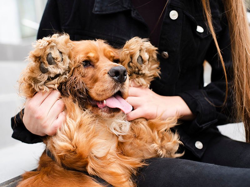 doggie Spa