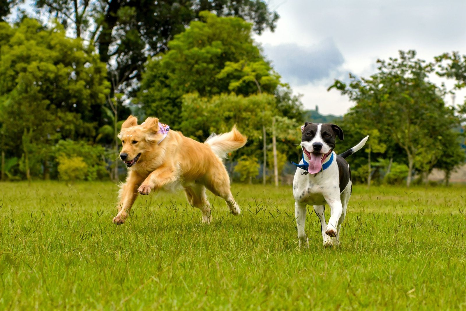 dog running in the green grass